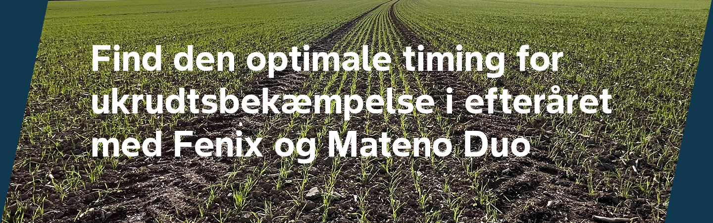 Hvedemark i stadie 10-11